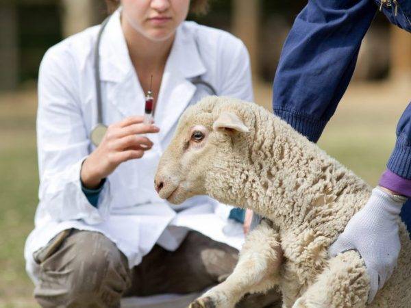 ᐉ брадзот у овец: история заболевания и особенности лечения - zooon.ru