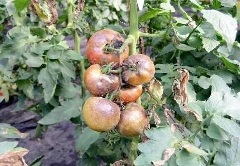 Болезни томатов в теплице и их лечение: фото и описание, а также способы, как бороться с недугами на помидорах русский фермер