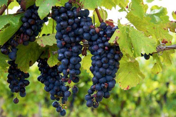 Виноград изабелла: описание сорта, фото, уход