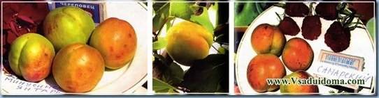 Выращивание абрикосов в средней полосе. зимостойкие сорта. уход. фото — ботаничка.ru