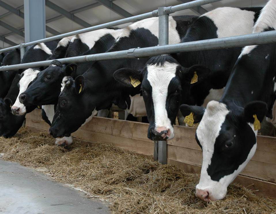 Кормление дойных коров: рацион и нормы, правила однотипного питания