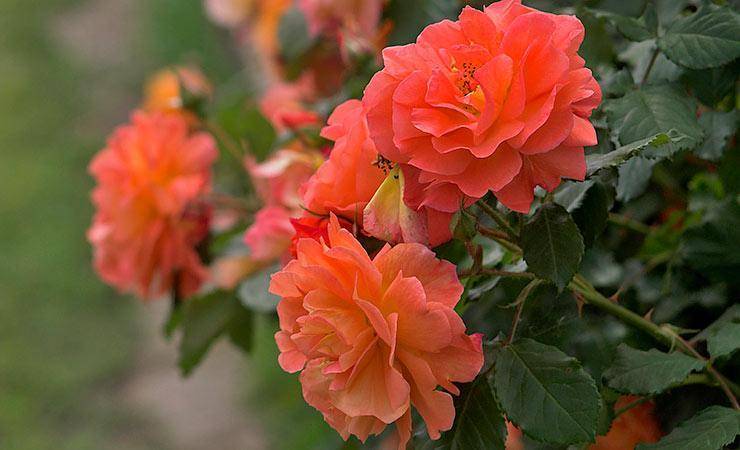 Полиантовые розы: фото и описание, выращивание из семян, отзывы