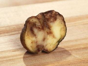 Нематода на картофеле: как не допустить и избавиться