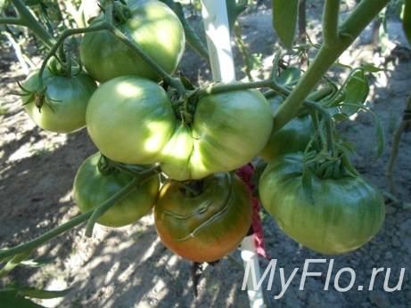 Зола для рассады томатов и перца | огородовед