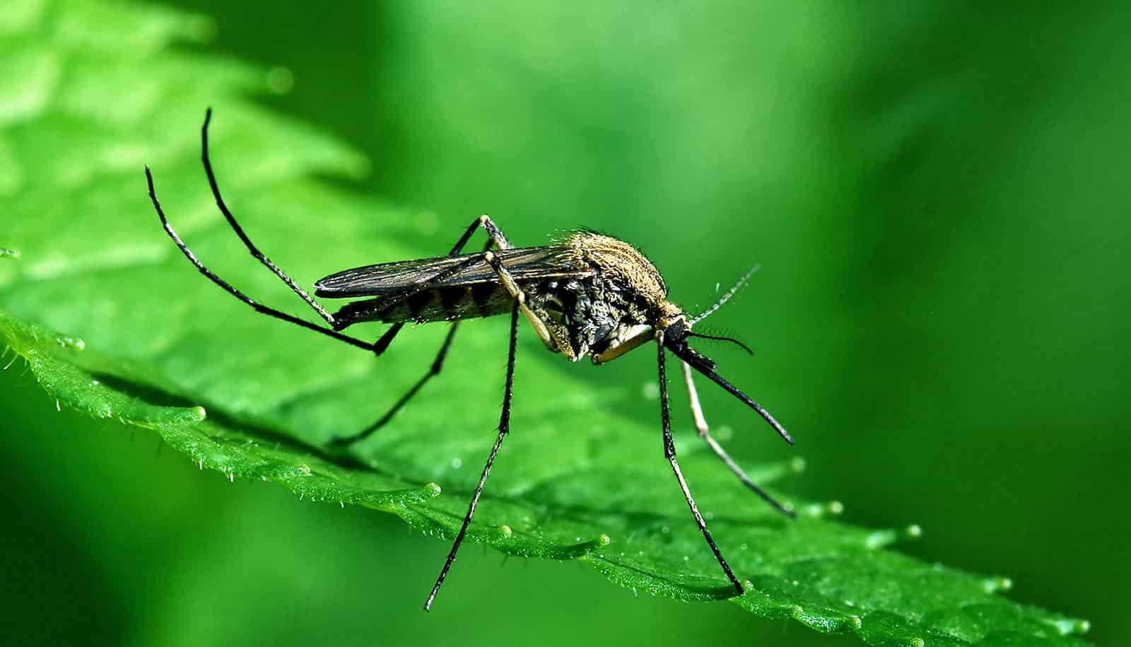 Народный метод в борьбе с комарами: гвоздика и лимон