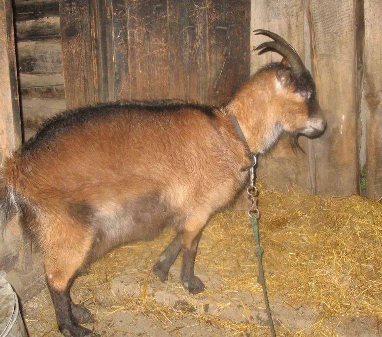 Окот у козы: подготовка к окоту, процесс рождения и уход