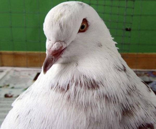 Породы голубей - названия с фото, описание мясных, декоративных и домашних разновидностей