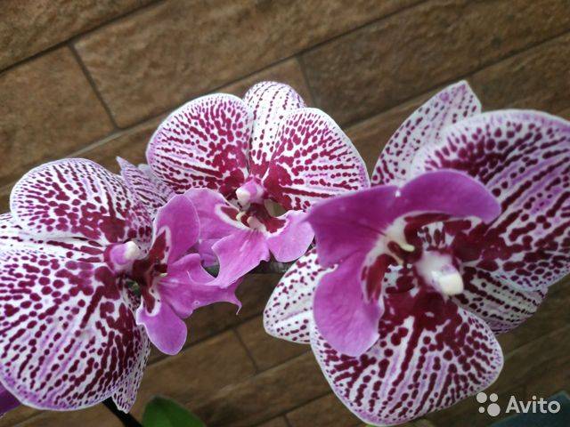 Ароматный фаленопсис лиодоро. как ухаживать за револьверной орхидеей?
