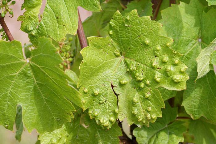 Виноградная филлоксера. методы борьбы с болезнью