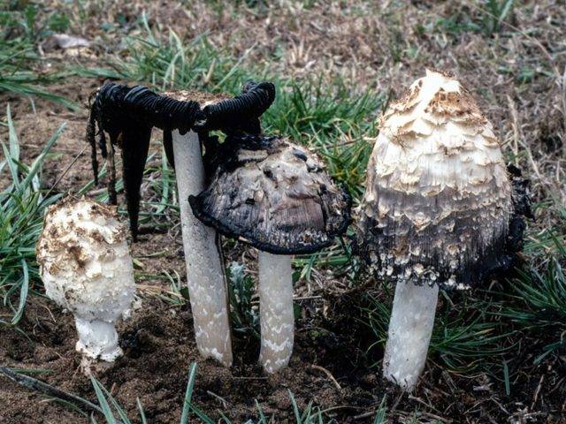  лечебные свойства грибов