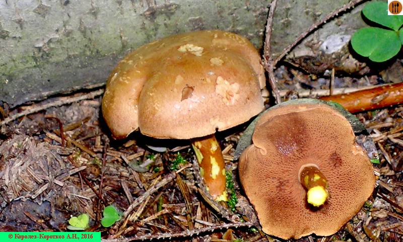 Коротко о главном: перечный гриб – ядовитый вид или деликатес?