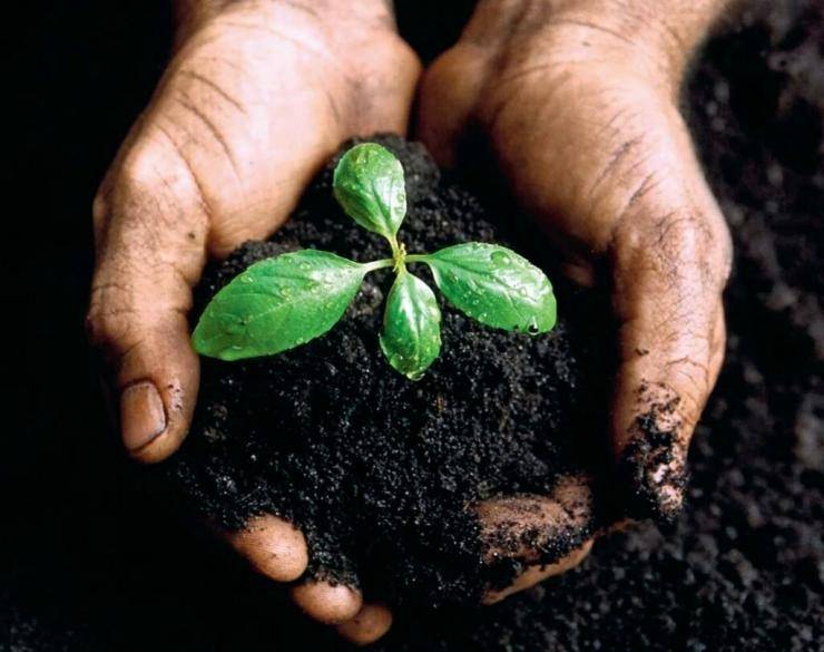 Щелочная почва: признаки и как сделать почву щелочной? какие растения любят такую почву? что это такое? что делать со слабощелочной почвой весной?