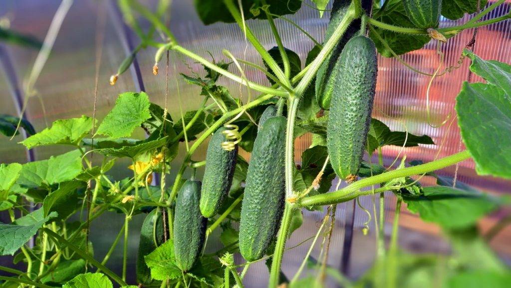 Чем подкармливать огурцы в теплице: народные методы для богатого урожая
