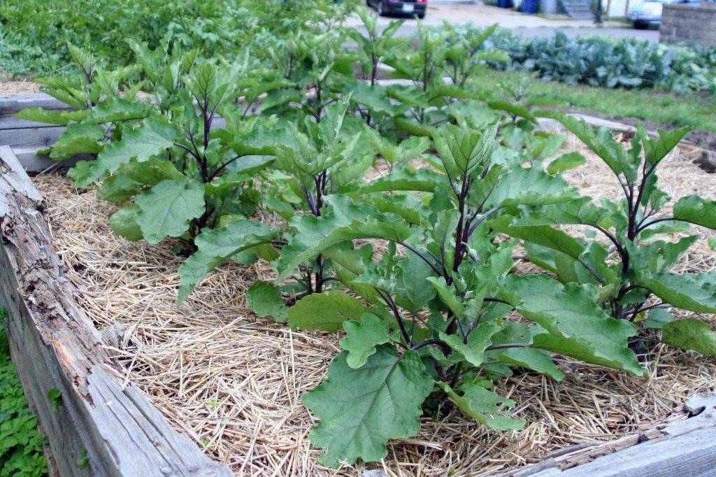 Как сажать баклажаны семенами и рассадой в открытый грунт, а также в теплицу, особенности ухода за растениями