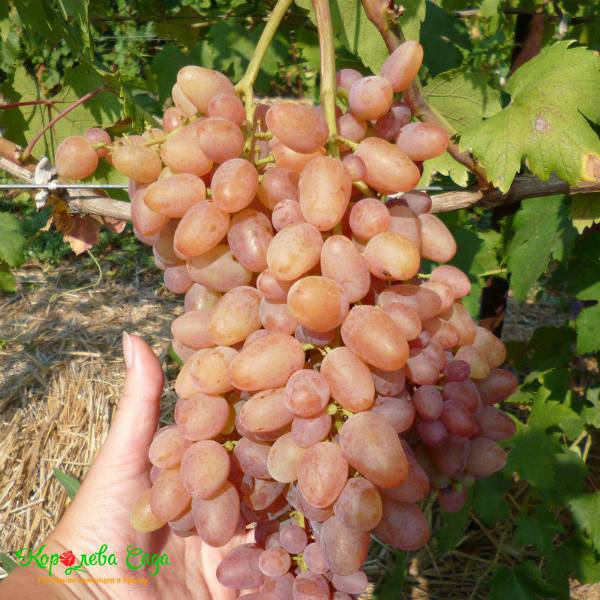 ᐉ находка азос - сорт винограда - roza-zanoza.ru