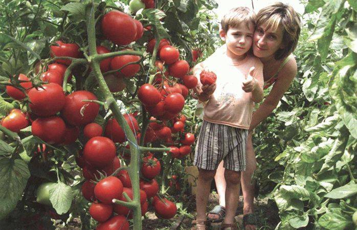 Описание и фото томатов сорта «Лентяйка» — отзывы о сорте