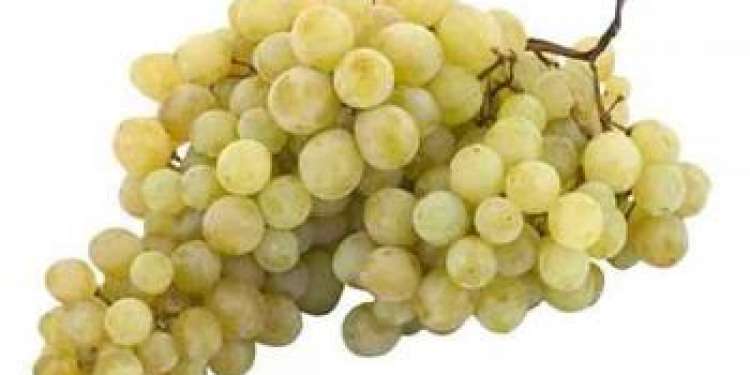 Описание сорта винограда запорожский кишмиш: отзывы и фото