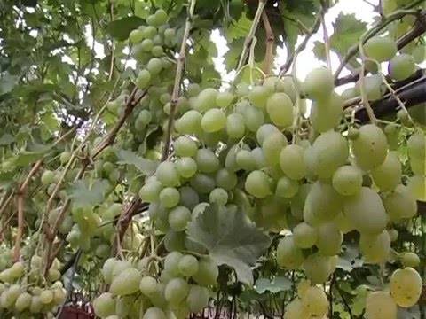 Выращивание кинельского винограда - мыдачники