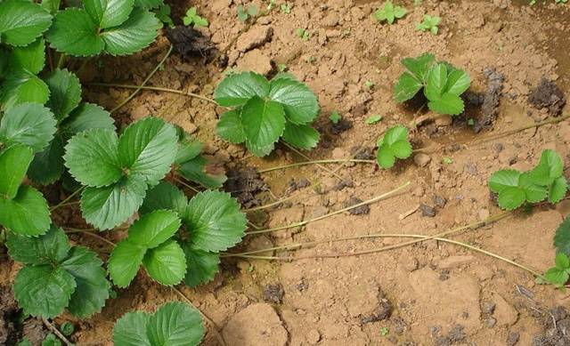Выращивание клубники сорта «Мармелада»: фото, видео + отзывы