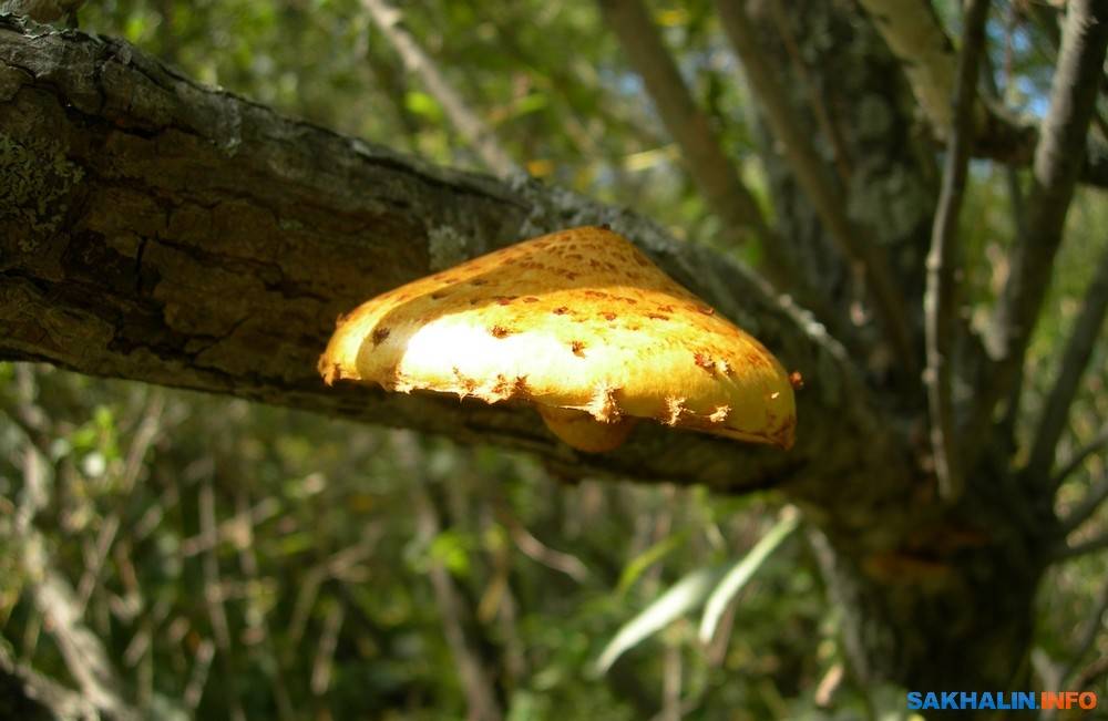 Какие грибы растут на деревьях