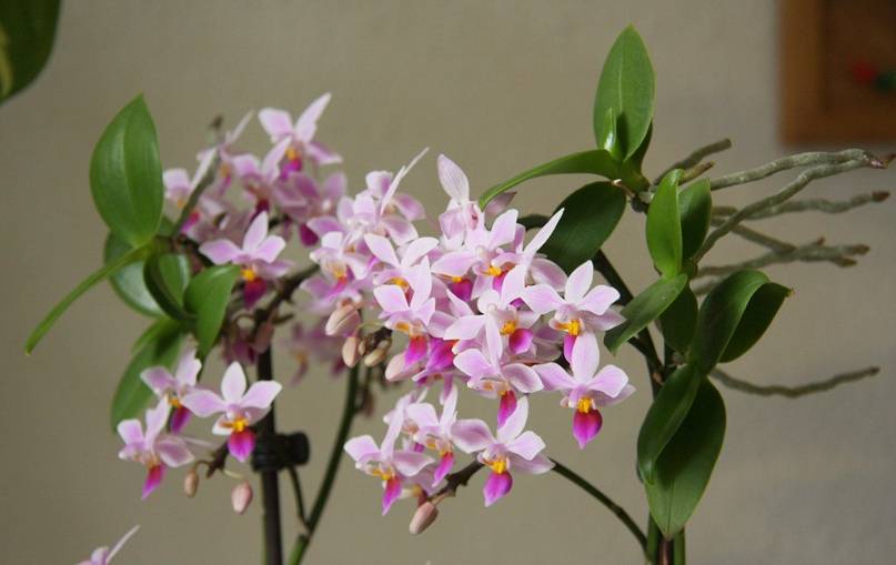 Описание орхидеи фалонопсис Эквестрис
