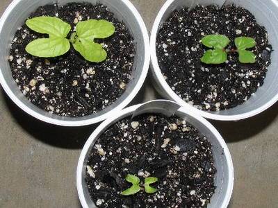 Узнайте, как вырастить герберу джемсона в домашних условиях из семян