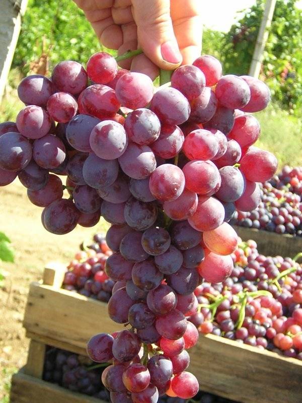 Описание винограда кишмиш Аксайский