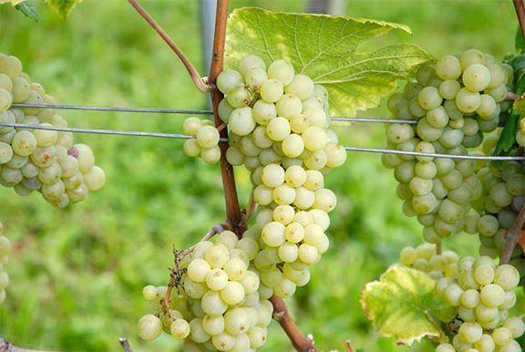 Виноград дружба: универсален и неприхотлив - сорта винограда, универсальные | описание, советы, отзывы, фото и видео