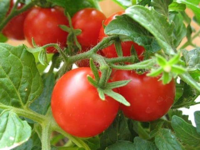 Томат тамара: описание сорта помидор, особенности выращивания и фото русский фермер
