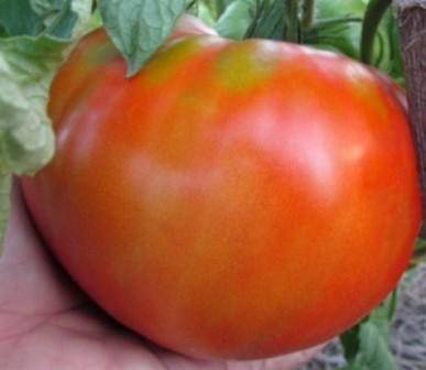 Универсальные помидоры сорта рома