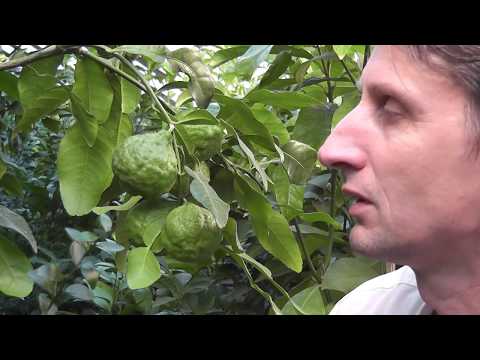 Чем полезны листья кафрского лайма и как их применять в кулинарии и ароматерапии