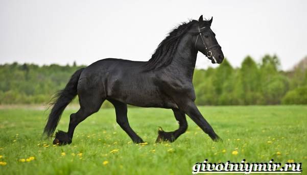 Кладрубская лошадь: история, описание породы, характеристика и фото - домашние наши друзья