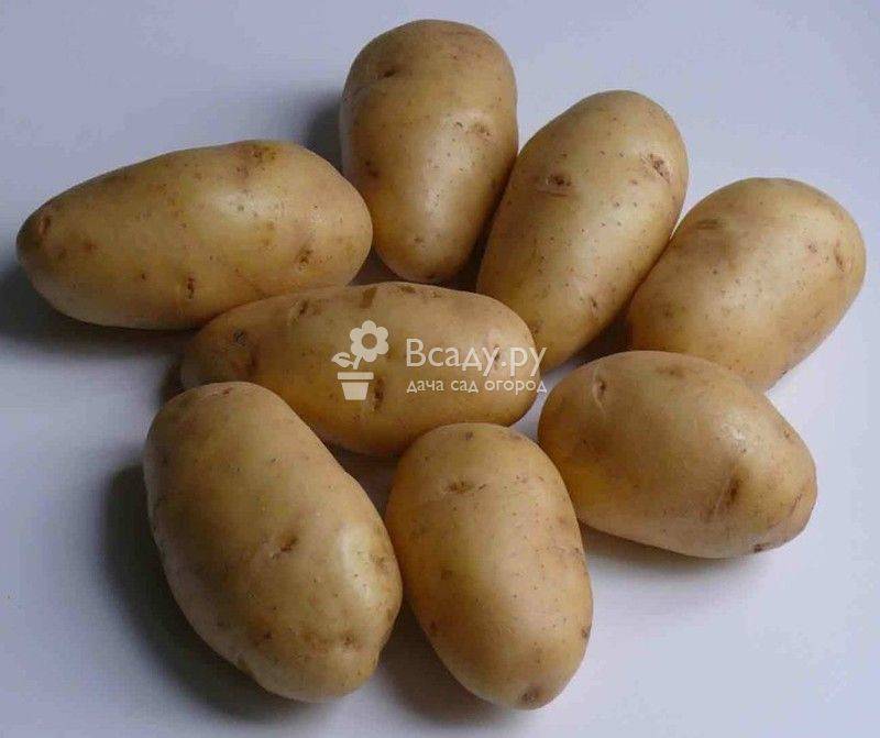 Урожайные сорта картофеля - пять самых популярных
