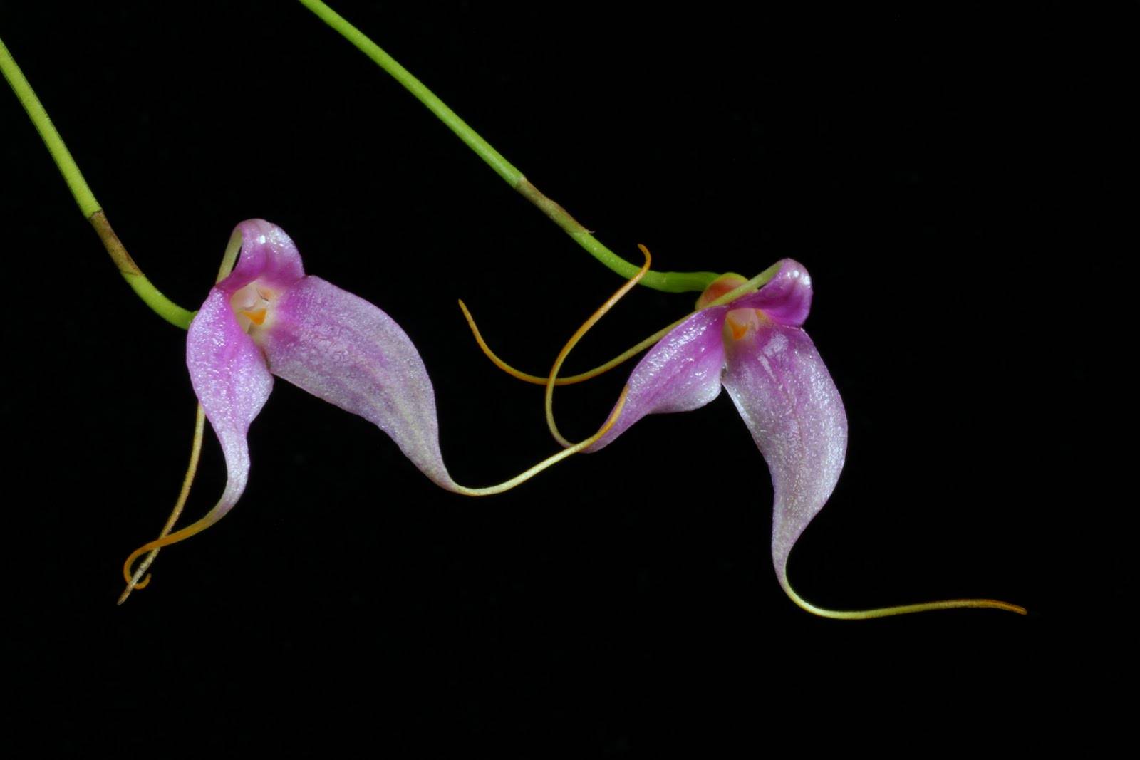Масдеваллия: уход за орхидеей в домашних условиях