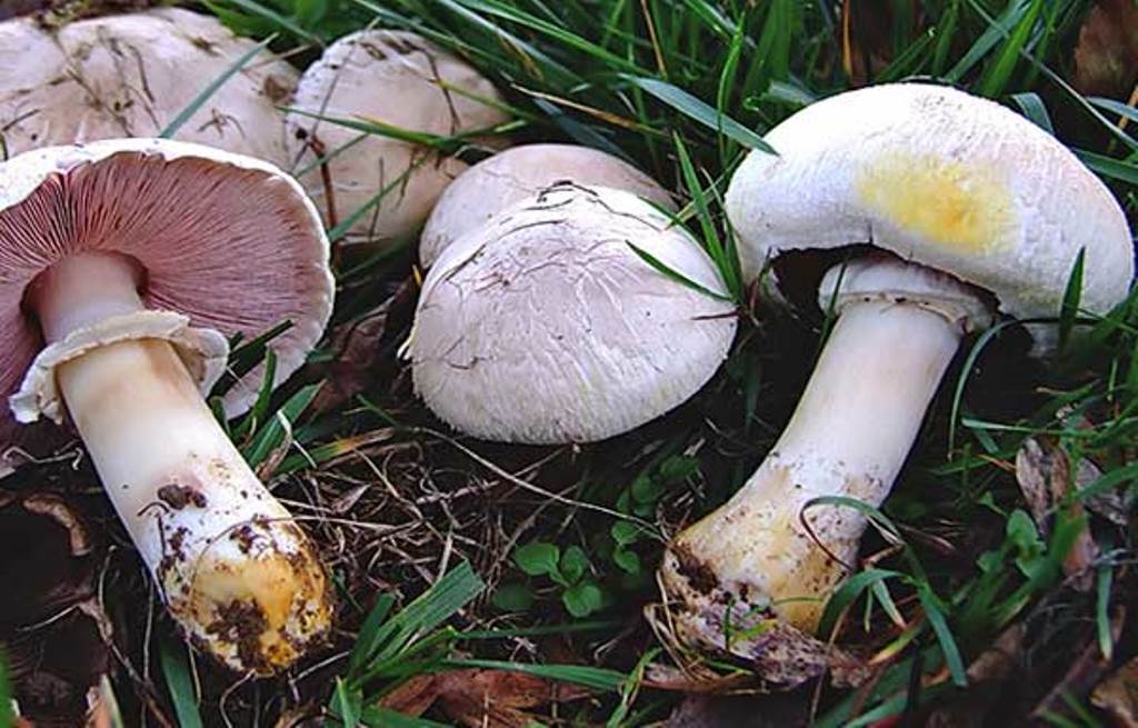 Шампиньон желтокожий: описание и сходные виды ядовитого гриба