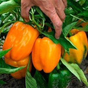 Перец оранжевое чудо: характеристика и описание сорта, выращивание в теплице + фото