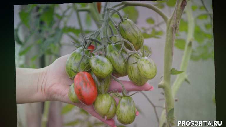 Томат сержант пеппер (sgt pepper): описание сорта, отзывы об урожайности, фото помидоров