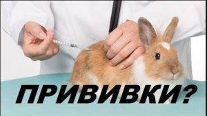 Вакцинация кроликов: прививки и их сроки