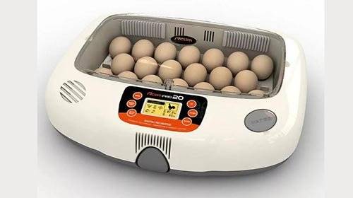 Как выбрать модель инкубатора для куриных яиц