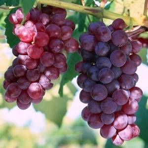 Описание винограда Минский розовый