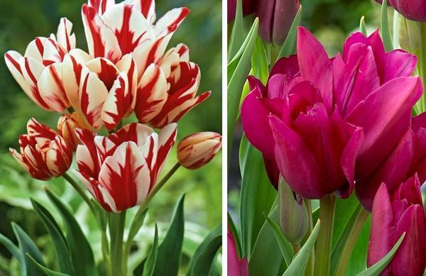 Сорта тюльпанов (66 фото): виды и их названия. каких цветов бывают тюльпаны? характеристика сортов «веранди» и «антарктика»