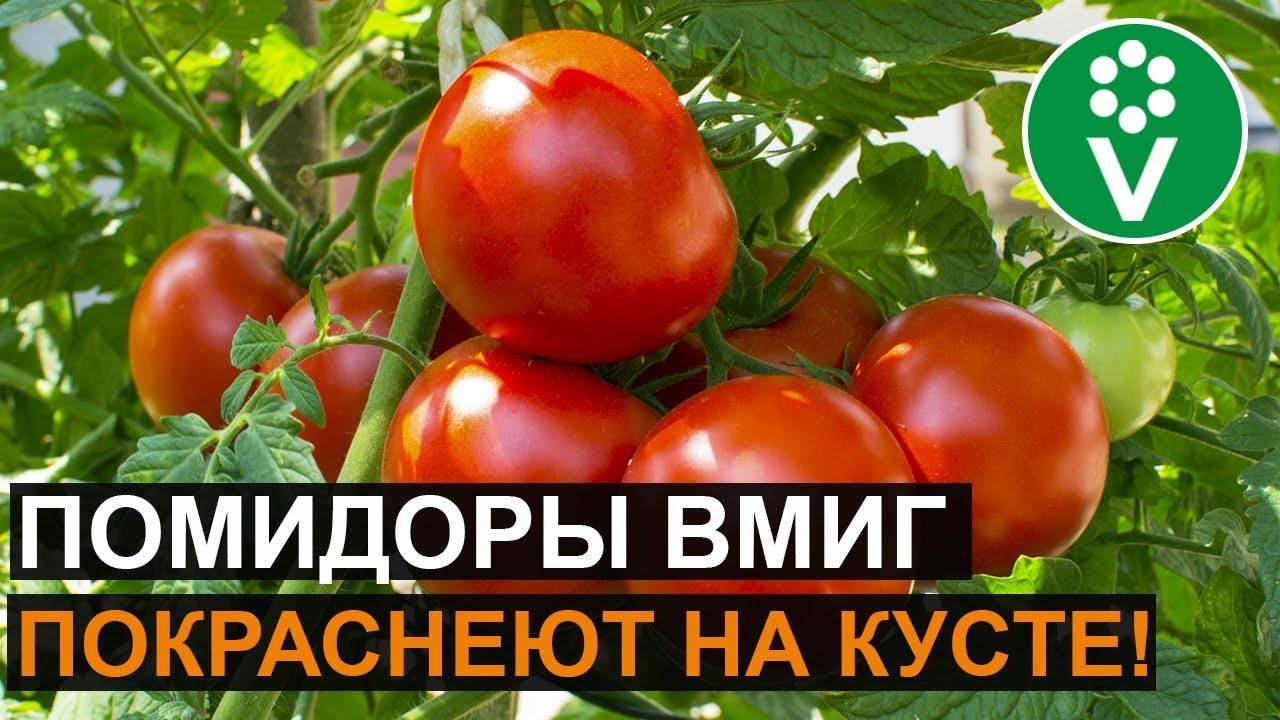 Как ускорить созревание томатов в теплице и открытом грунте, полив, сроки