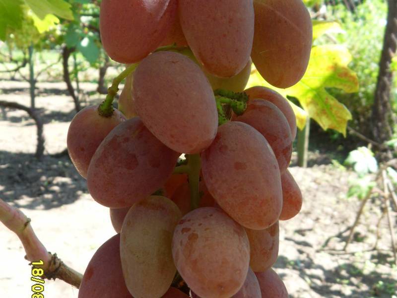 ✅ виноград первозванный: описание сорта, фото и отзывы садоводов - cvetochki-penza.ru