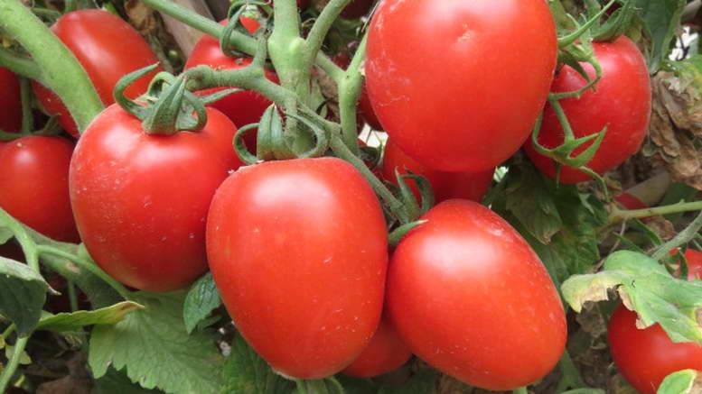 Как вырастить помидоры сорта столыпин