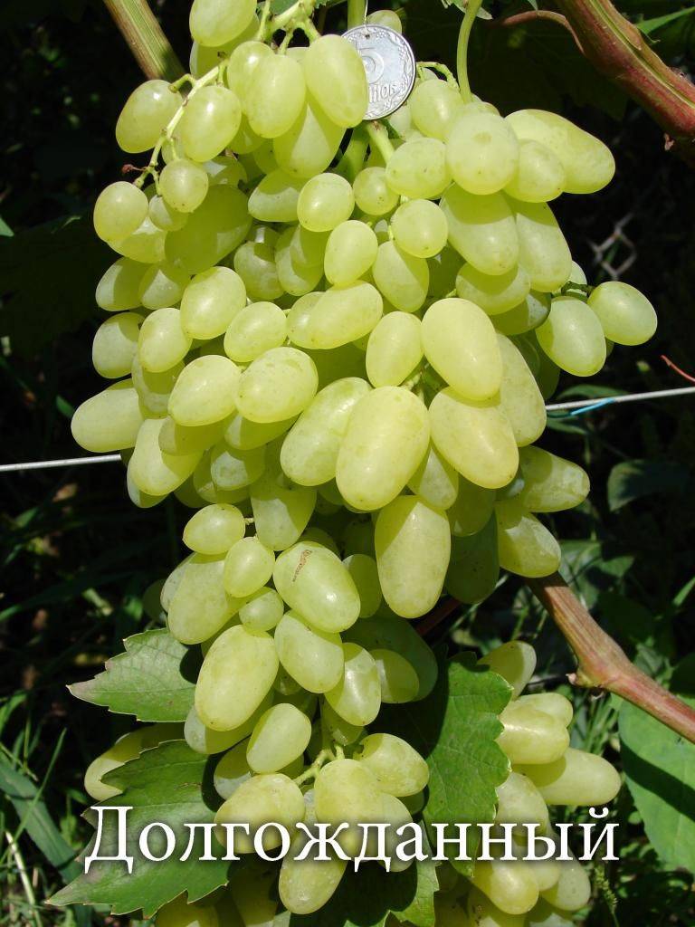 Виноград долгожданный: описание сорта, фото, отзывы