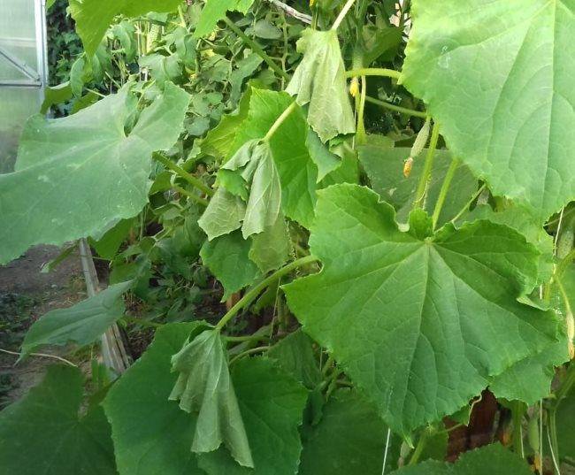 Увядание листьев огурцов: признаки, как бороться с фузариозом