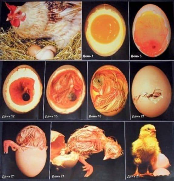 Как помочь цыпленку вылупиться из яйца