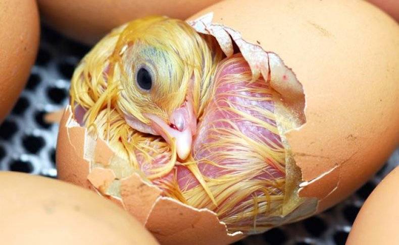 Как вырастить цыпленка из яйца: когда лучше выводить, уход в домашних условиях