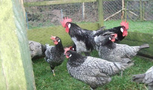 Андалузская порода кур - фото, описание, содержание голубых куриц