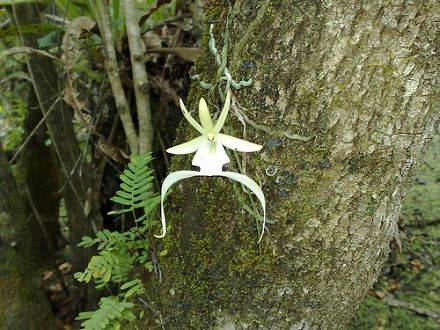 Как вырастить в домашних условиях орхидею: виды размножения, условия выращивания и особенности ухода